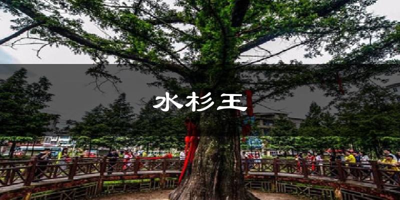 水杉王气温